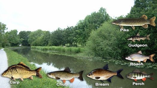 Leeds Liverpool Canal - Swine Lane